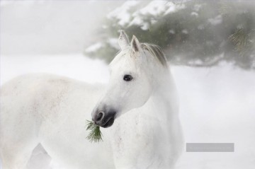 Tier Werke - Porträt des weißen Pferdes auf den Pinien und Schnee